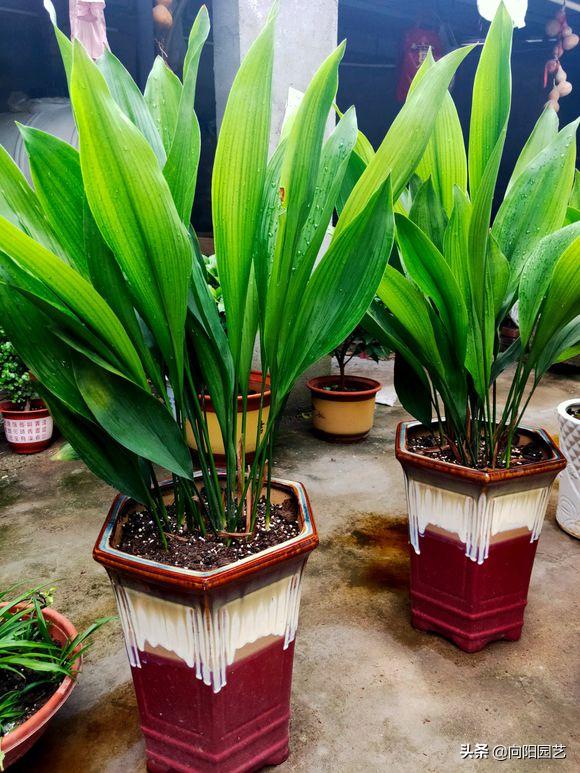 养花旺宅四种植物,十大最适合浇土的绿植