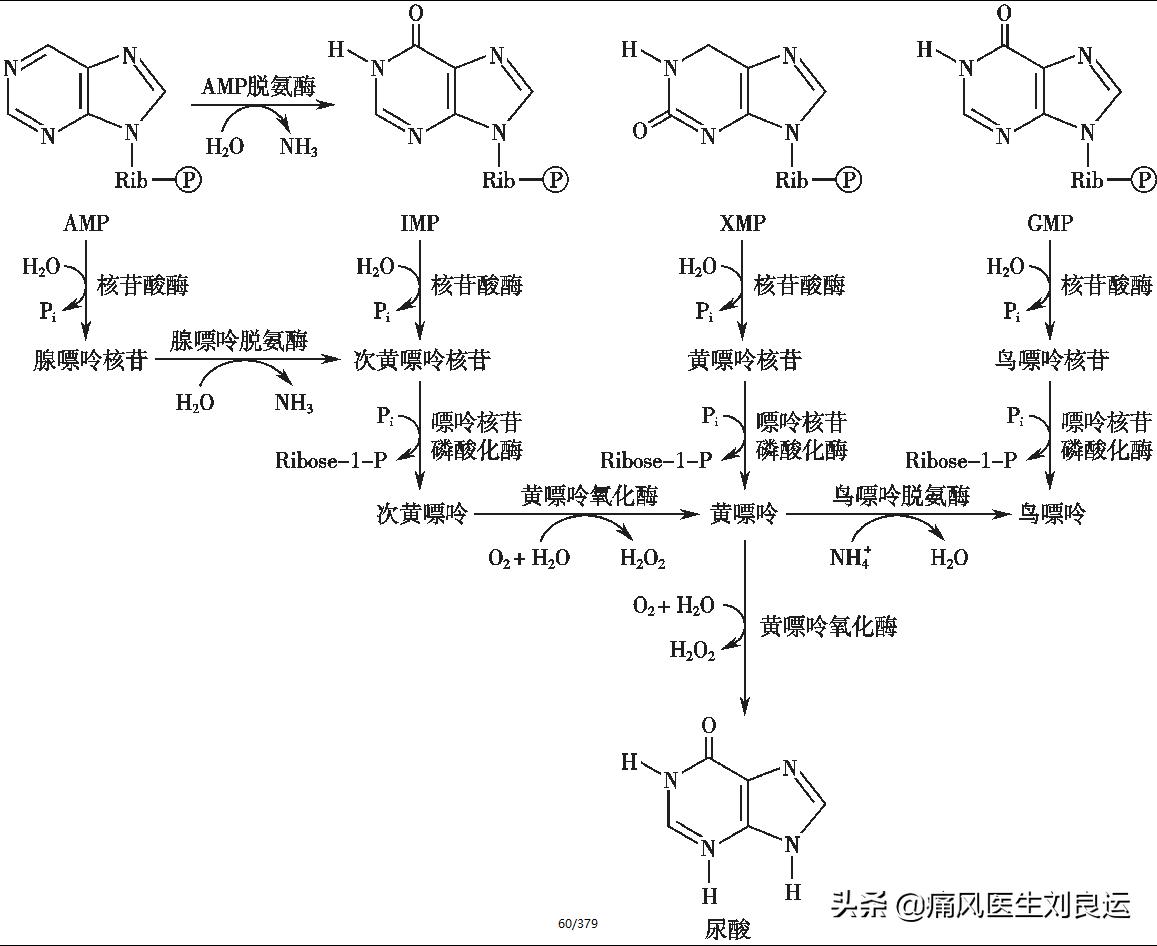 莴笋嘌呤高吗痛风可以吃吗,菠菜嘌呤不高为啥痛风不能吃