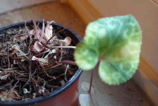 仙客来黄叶怎么补救视频,刚买回来的仙客来叶子发黄怎么办