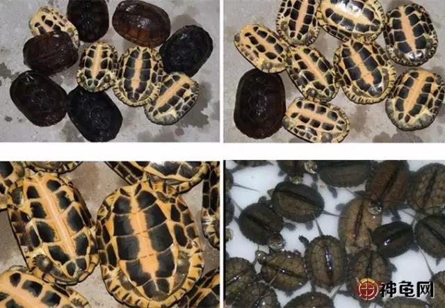 中药治龟,中药治龟病