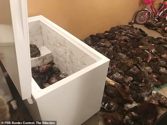 俄罗斯查获熊掌 (俄罗斯查获野生熊掌)