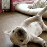 怎么才算纯种泰迪狗呢图片,纯种狗和非纯种狗的区别哪个好