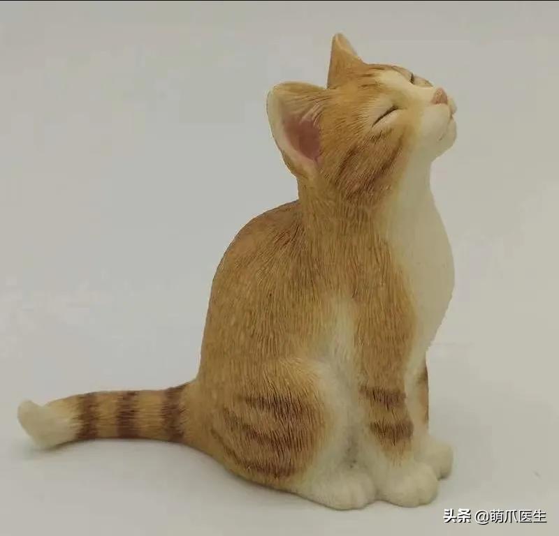 双目失明的猫怎么养,双目失明的猫有哪些