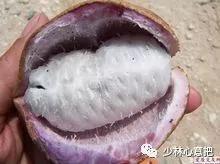 动物中药功效大全,中药药材大全及功效