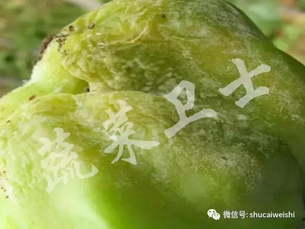 辣椒霉菌病,辣椒疫霉根腐病防治