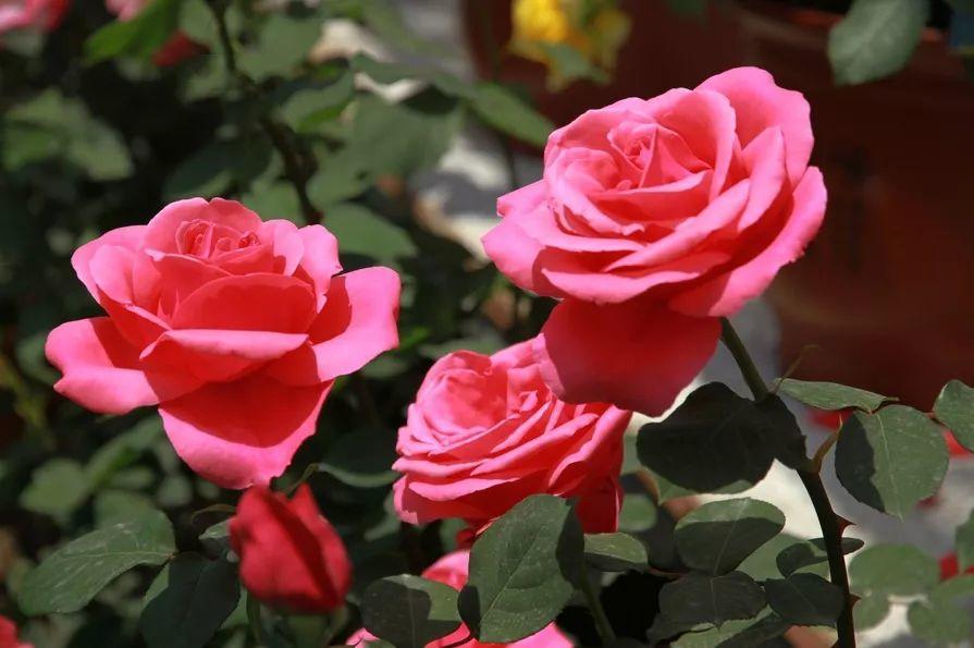 看过才明白为什么牡丹是国花,为什么有人说中国国花是牡丹