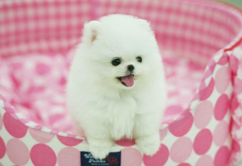 博美犬三个月怎么养,博美犬怎么养才能不生病