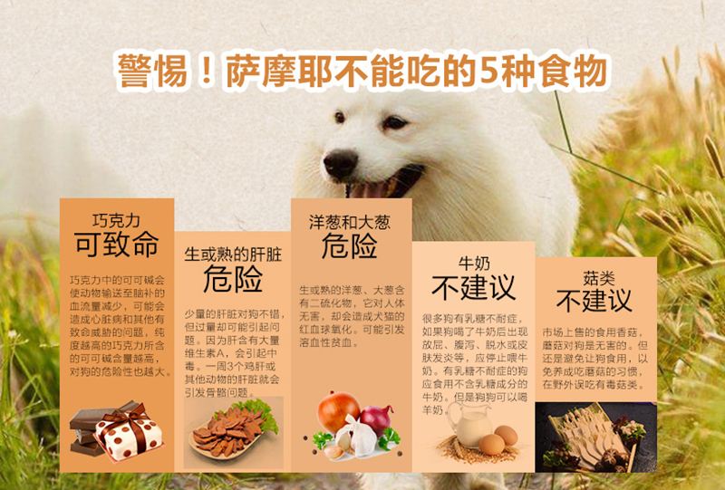 萨摩耶吃哪种牌子的狗粮最适合,萨摩耶鲜食狗粮怎么选