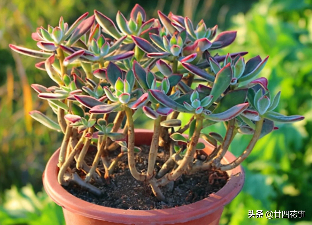 哪些多肉冬季怕冻,什么多肉抗冷耐寒好养