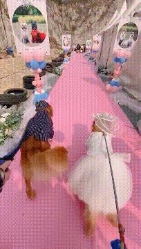 搞笑动图gif图片合集,搞笑动图gif微信可爱表情包