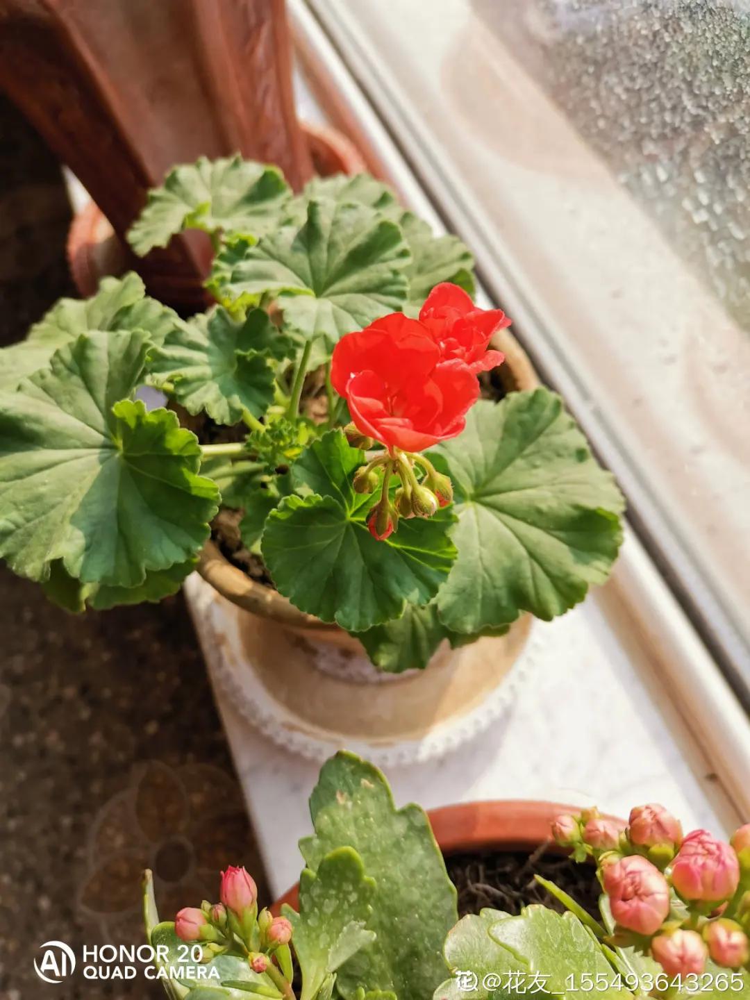 天竺葵怎么扦插容易成活图片,冬季天竺葵扦插怎样成活率高