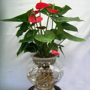 家庭养花有什么讲究的,家里养花会带来桃花运吗