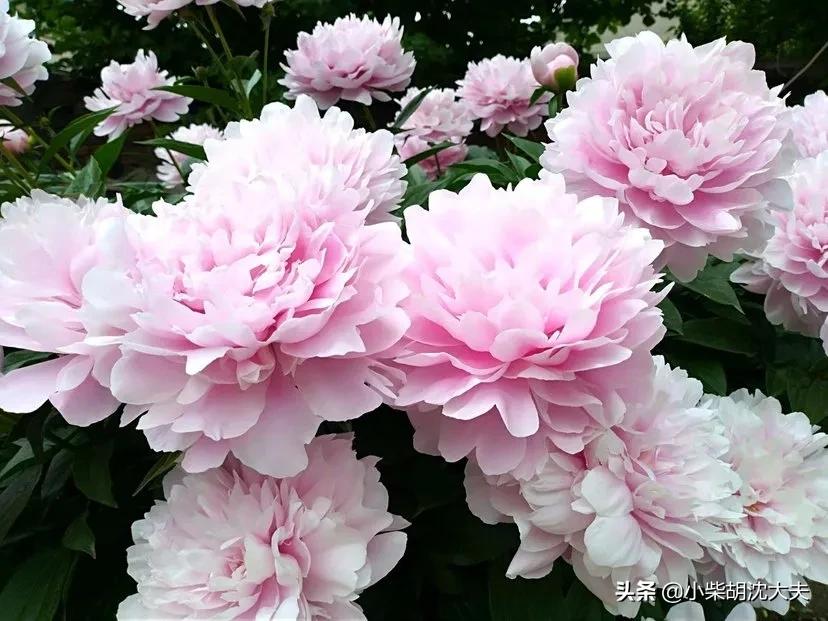 芍药和赤芍白芍有什么区别,白芍与赤芍和芍药的药效区别