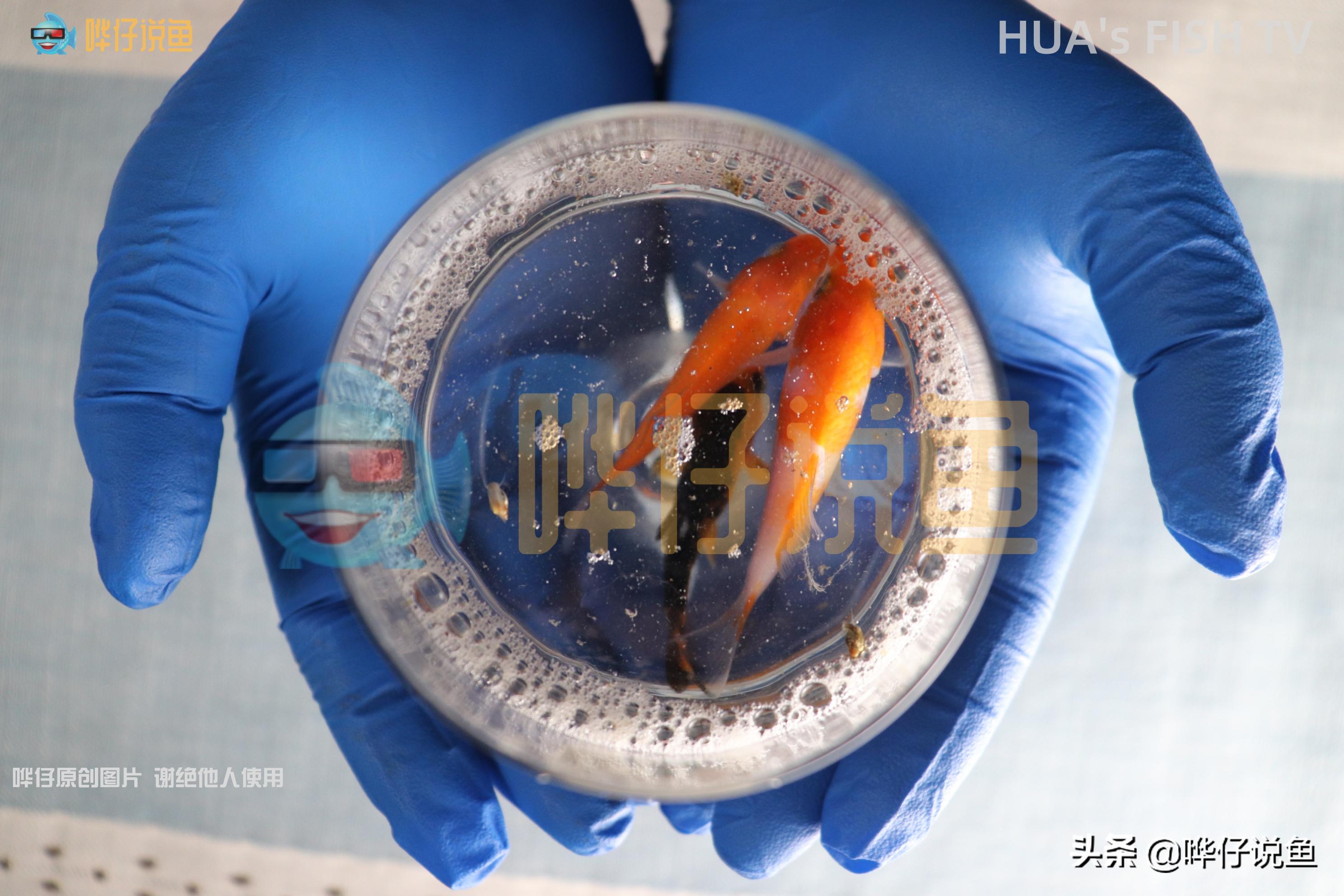 鱼缸水发白有泡泡怎么解决,刚换水鱼缸壁上有泡泡怎么办