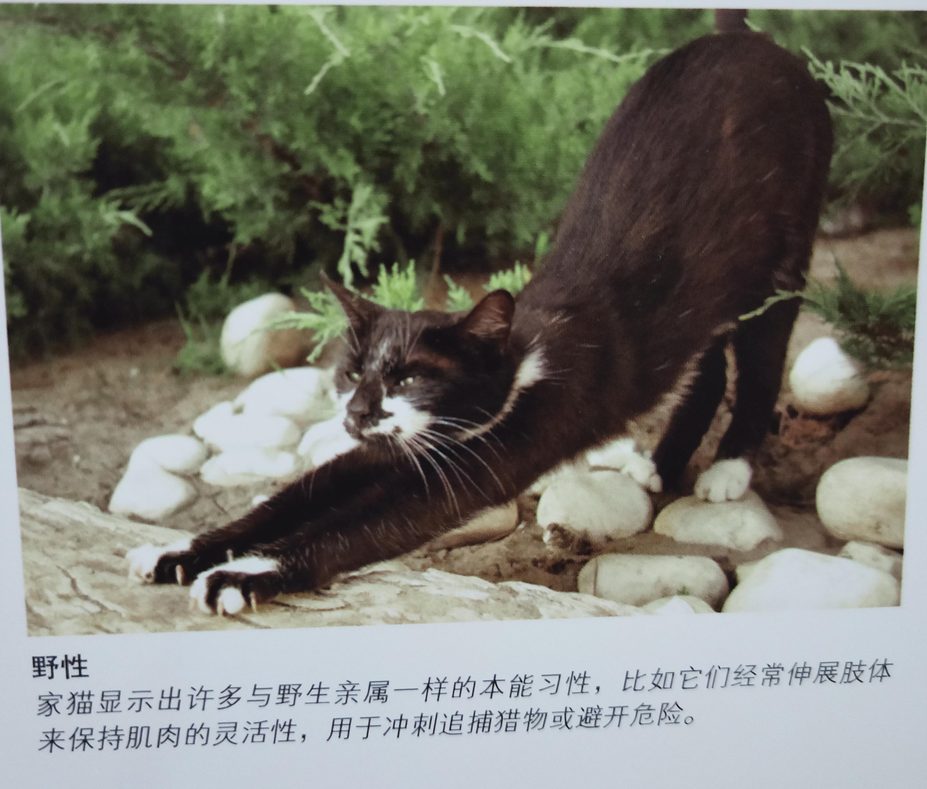 有些人家里养了非常多的猫咪,很多人都养猫咪的原因