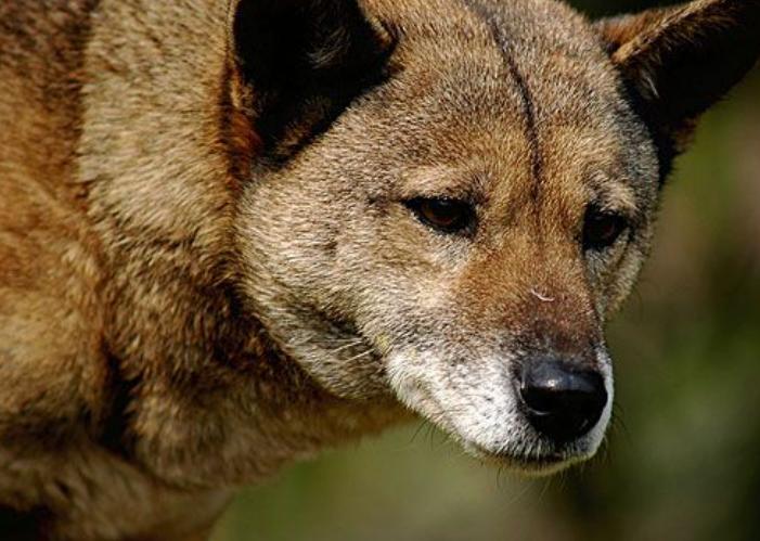 半夜鸟叫是在干啥,晚上乱叫有多可怕