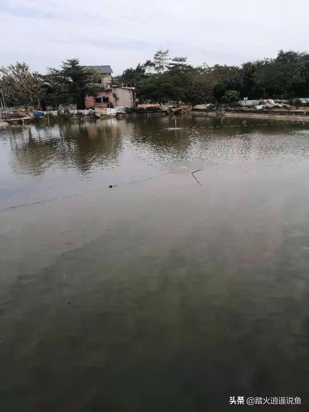 鱼浮头是氧气不足吗,鱼浮头一定是缺氧多久会死