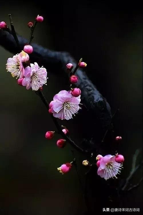 古诗词拨动了我的心弦,拨动我心弦古诗词