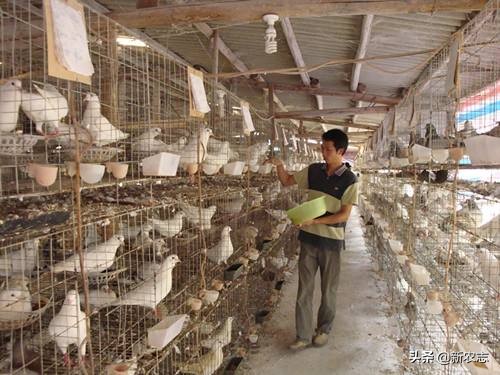 男子养鸽子发家致富销路太好,农村养鸽子致富路