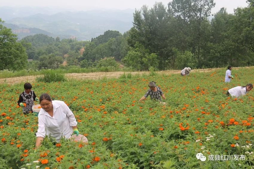 新鲜万寿菊收购多少钱一斤,万寿菊收购加工