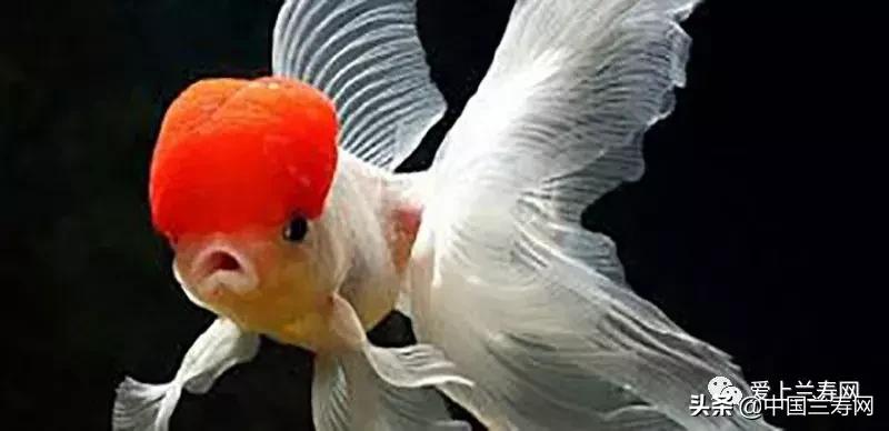 鹤顶红金鱼多久能长大,金鱼品种介绍之鹤顶红