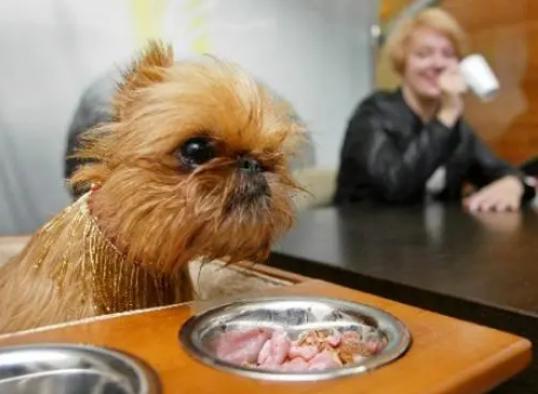 狗狗千万不能常吃鸡肝,狗狗长期食用鸡肝