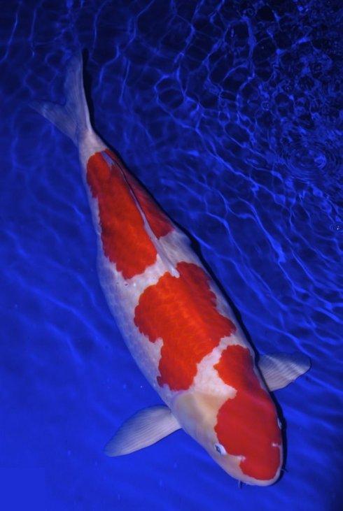 怎么知道鱼缸硝化细菌群建立了,鱼缸长绿藻是硝化细菌没建立好吗