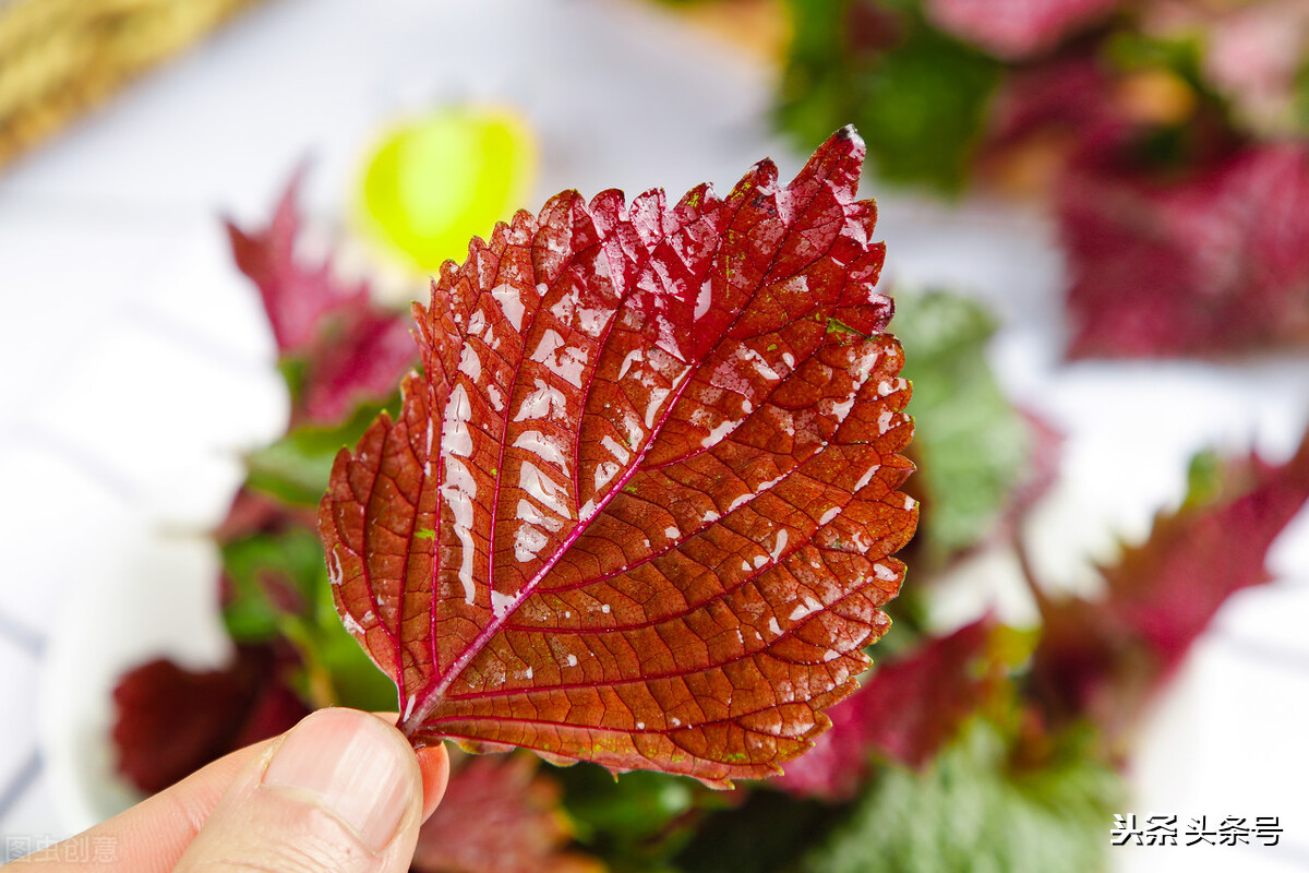 经常感冒咳嗽的用药及保健内容 (秋季咳嗽中成药有哪些)