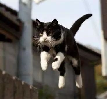 爱猫不慎走失，原因令主人伤心，铲屎官应学两种寻猫小方法！