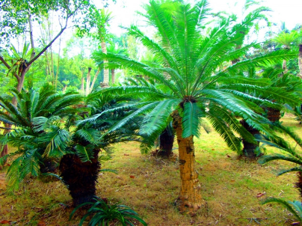 广西南宁旅行介绍,广西南宁西乡塘一日游