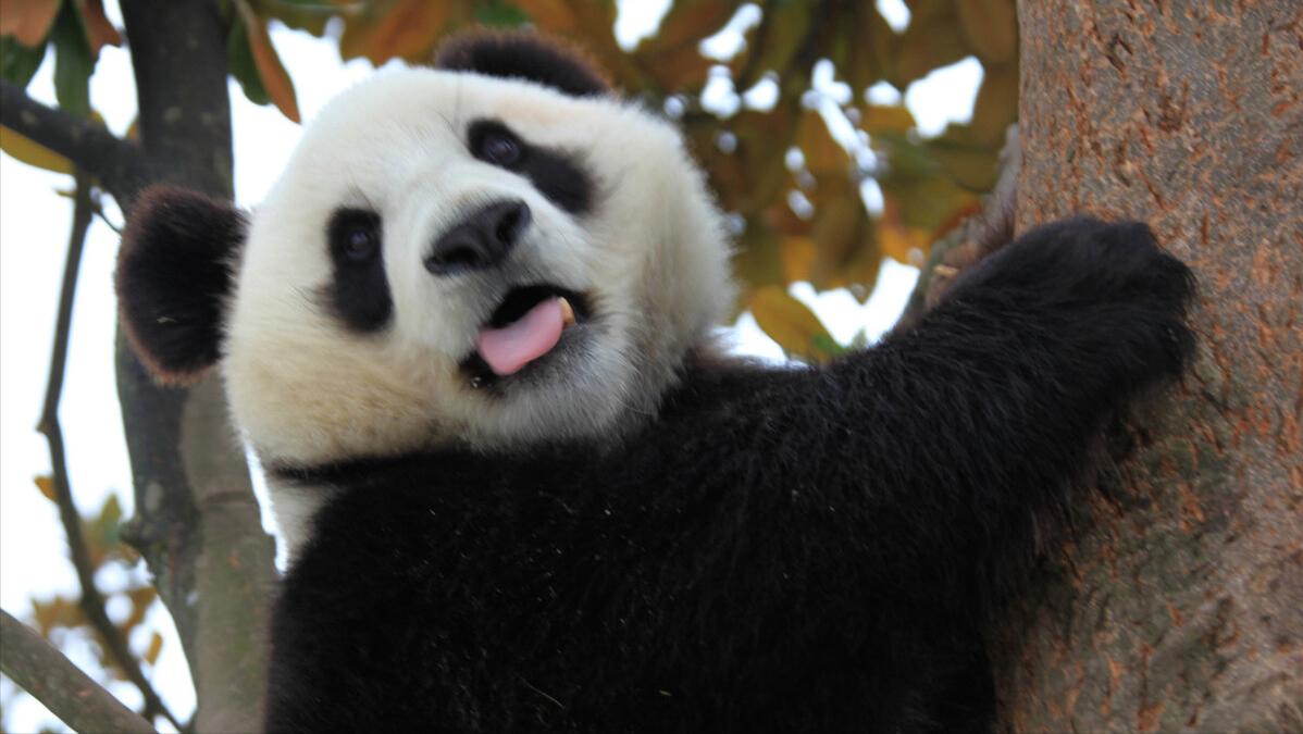 广州长隆有什么野生动物世界,长隆香江酒店长隆野生动物世界店