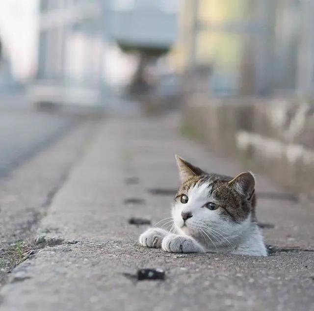 “猫咪胡子掉，好事要发生？”不要太盲目，也可能是疾病导致