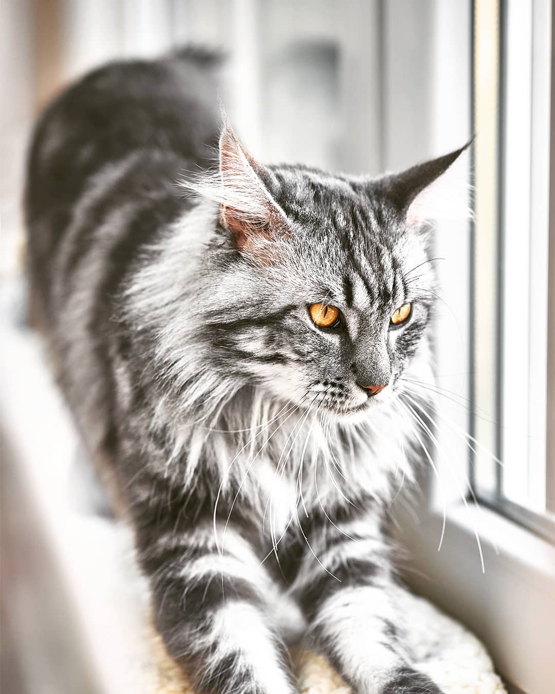 猫咪出现严重应激反应怎么治疗,猫咪出现厌食症状