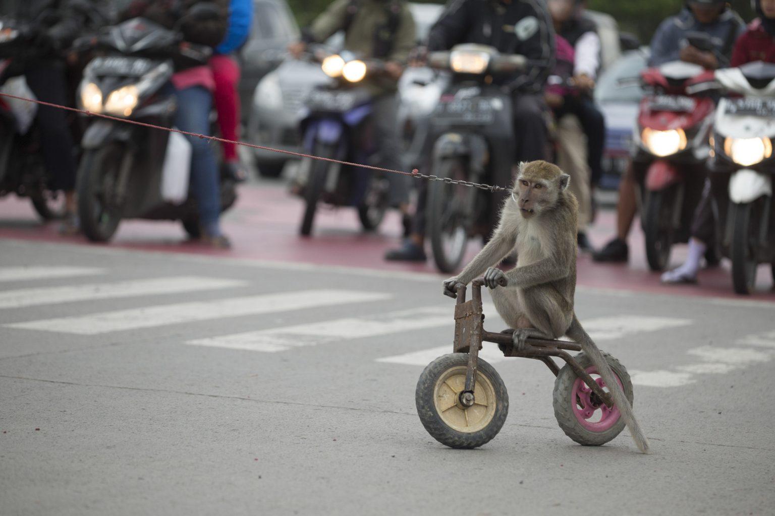 猴子500块一只,猴子50元一只