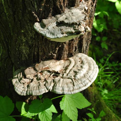 树舌与灵芝功效一样吗,灵芝和树舌有什么区别