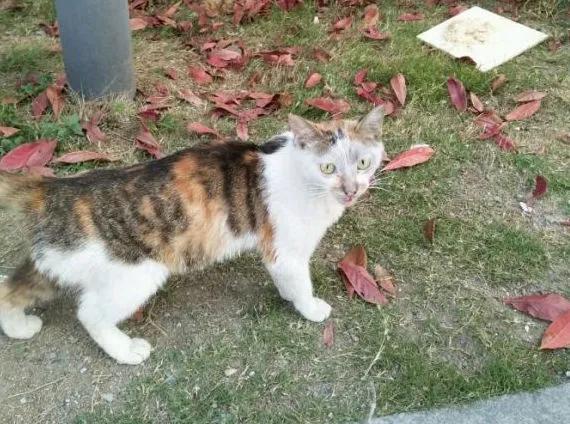 三花的田园猫,不常见的田园猫