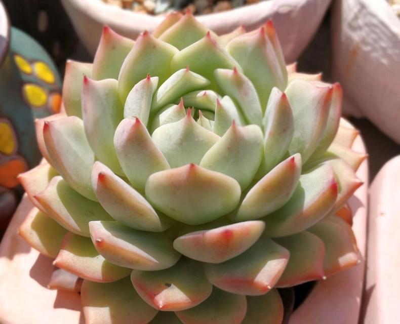 多肉晒伤了怎么恢复,多肉晒伤了该怎么处理