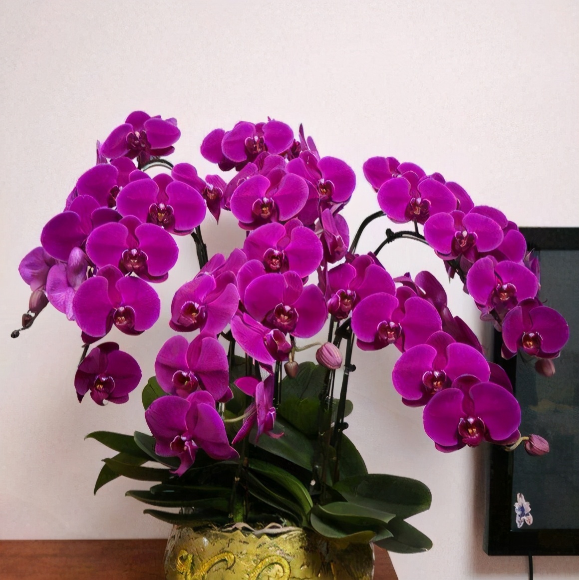 花期最长的3种花值得拥有,开春入手月季