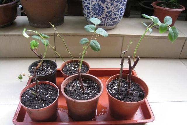 扦插月季花最好的办法,月季花怎样扦插才能提高成活