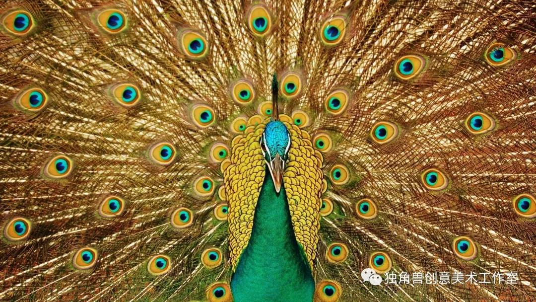 绘画教程梦幻,美丽的孔雀绘画步骤