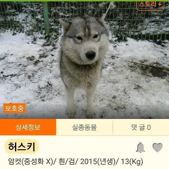 二哈为什么变瘦了,二哈太胖了必须要减肥