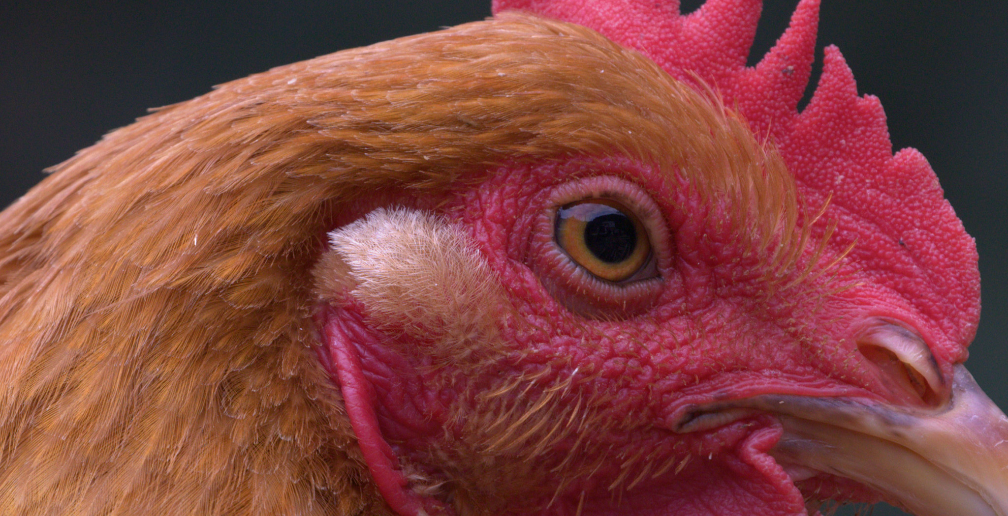 r5佳能24-70f2.8套机,佳能r5无反之战评测