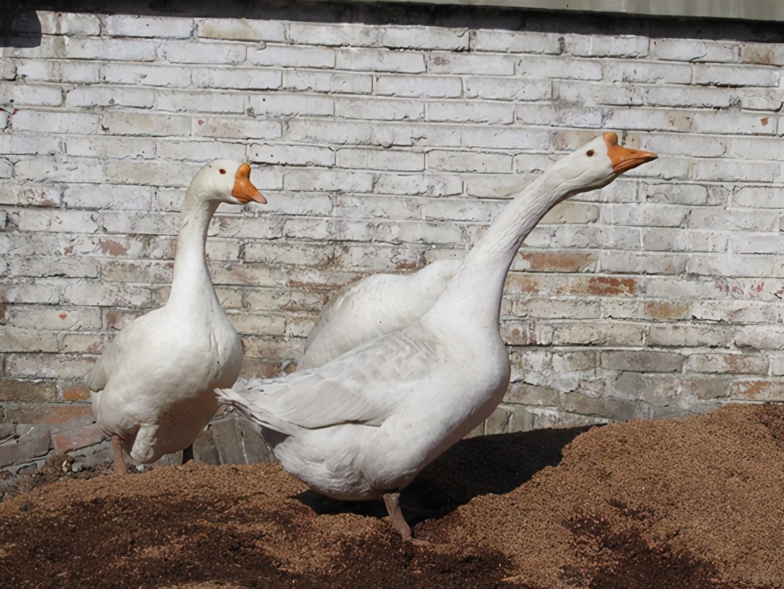 有蛇的地方养鹅,大鹅粪便真的能杀死蛇吗