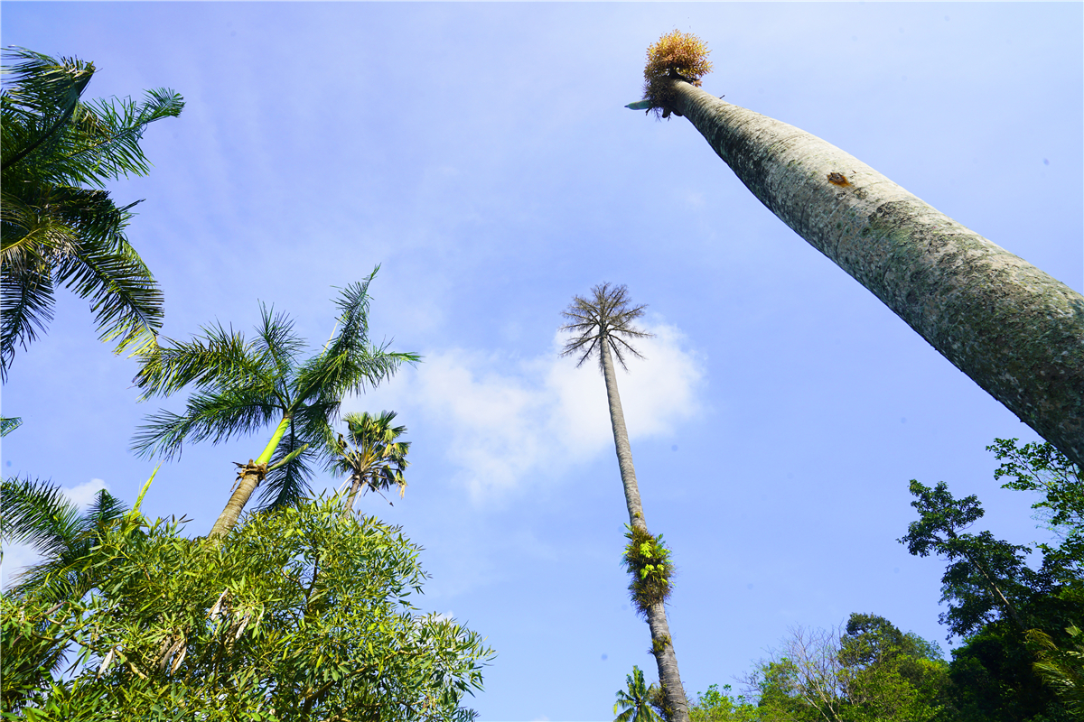 印度尼西亚的历史与文化,印度尼西亚文化体验