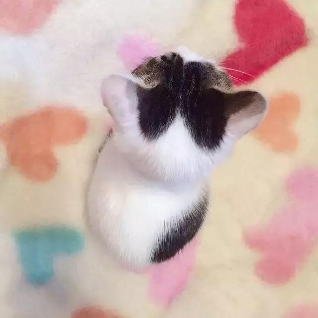 猫耳朵里有黑色脏东西是猫癣吗,猫耳朵里有黑黑的东西就是耳螨吗