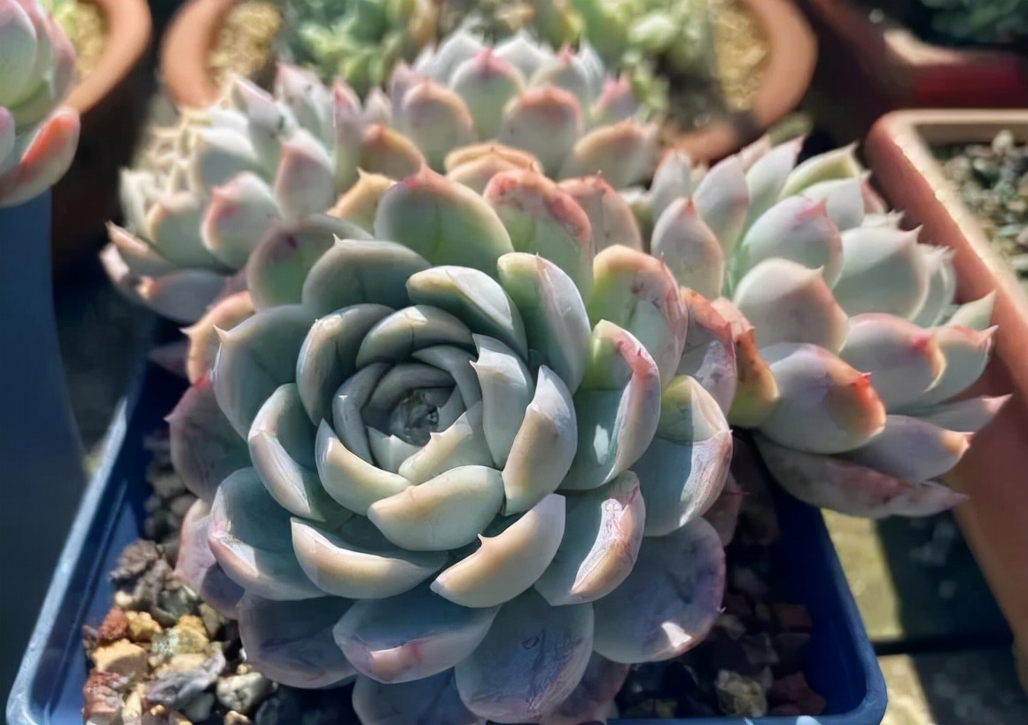 又到了晒肉的季节了,浙江一年一度晒肉季