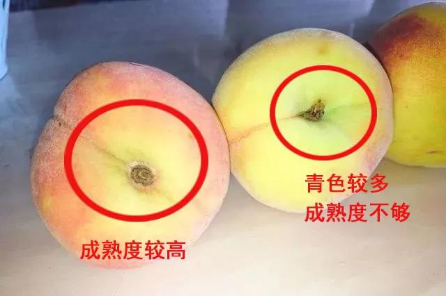 「辽阳科普」桃子上插牙签竟有这种好处！很多人都不知道