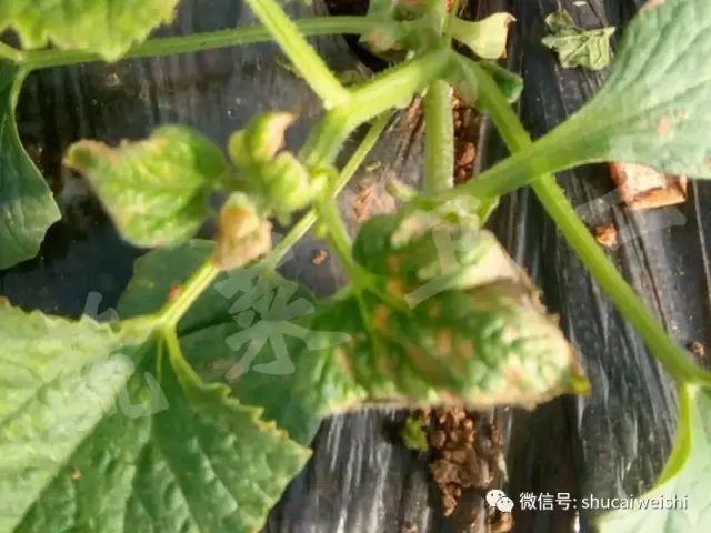 蔬菜药害怎样解药,蔬菜发生药害时如何解决