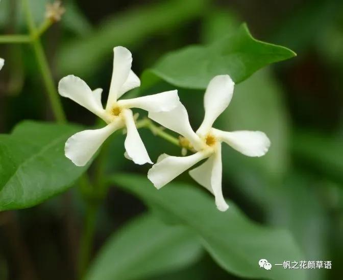 络石(Trachelospermumjasminoides)