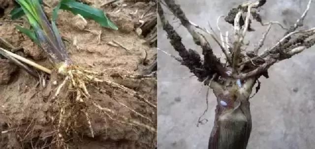 怎么预防玉米苗期病虫害,玉米苗期虫害防治方法